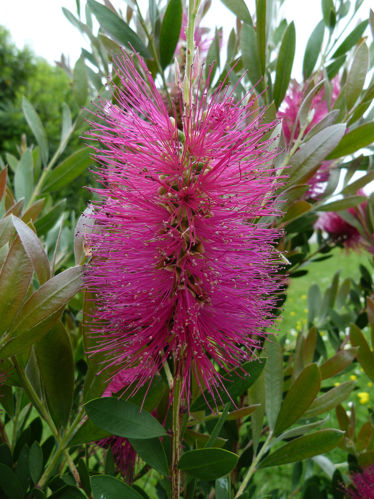 Callistemon Hot Pink